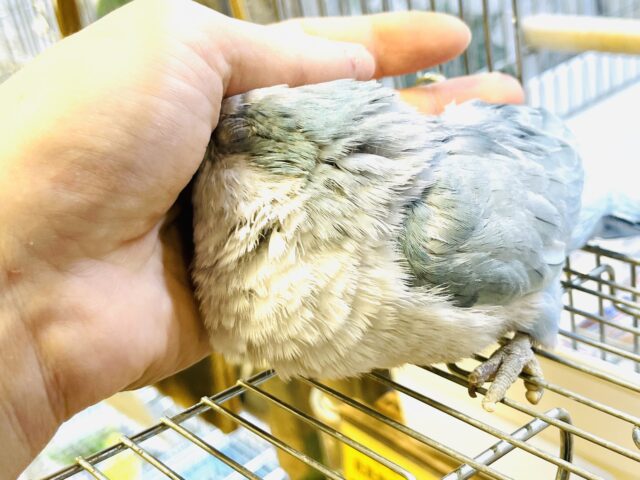 オキナインコ