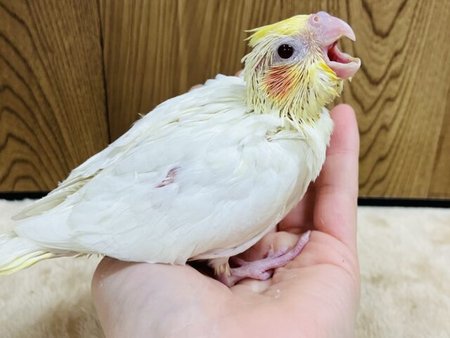 オカメインコ
