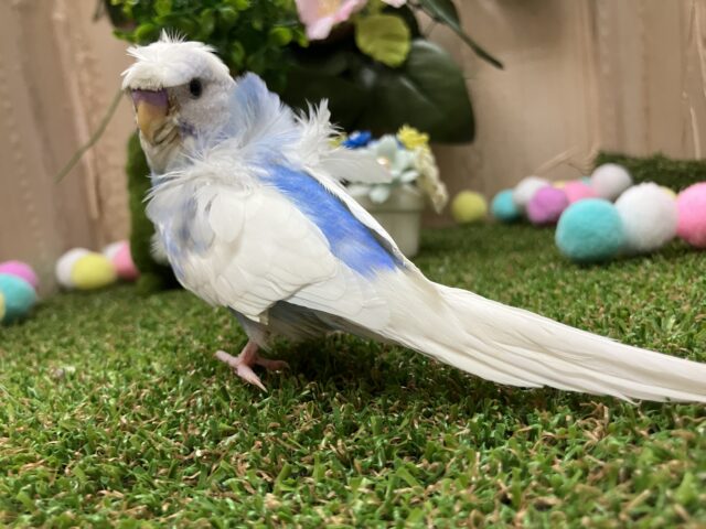 羽衣セキセイインコ