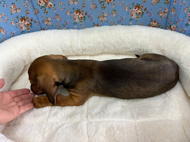 スタンダードダックス