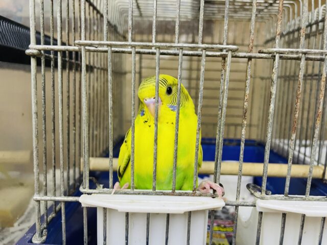 セキセイインコ