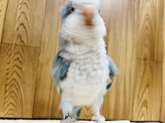 オキナインコ