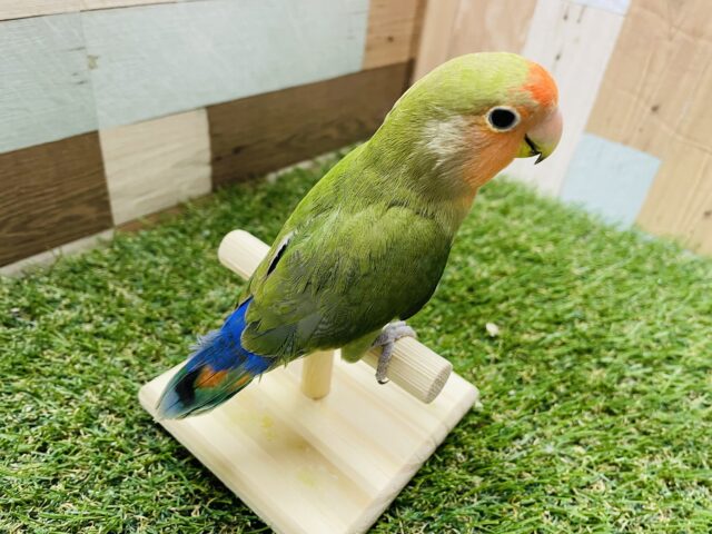 コザクラインコ（小桜インコ）