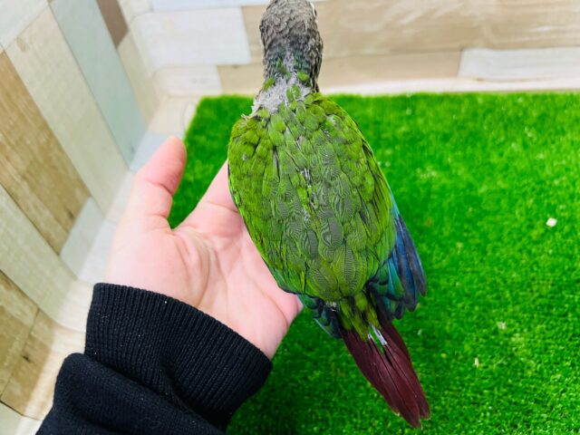 ホオミドリウロコインコ