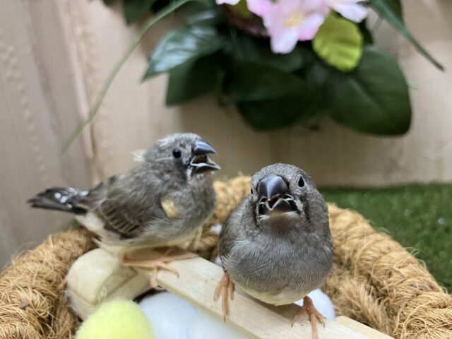 錦花鳥（キンカチョウ）