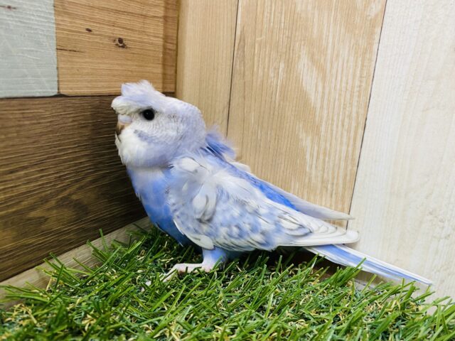 羽衣セキセイインコ