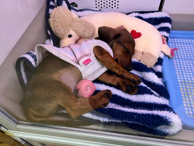 スタンダードダックス