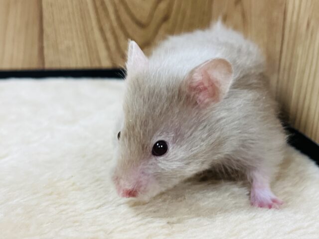 ゴールデンハムスター