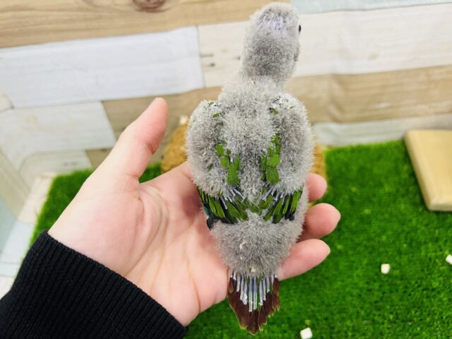 ホオミドリウロコインコ