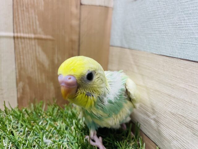 セキセイインコ