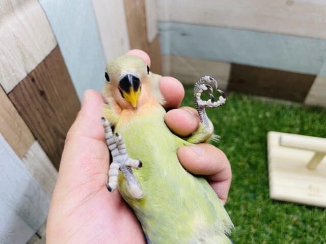 コザクラインコ（小桜インコ）