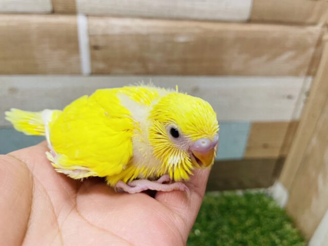 セキセイインコ