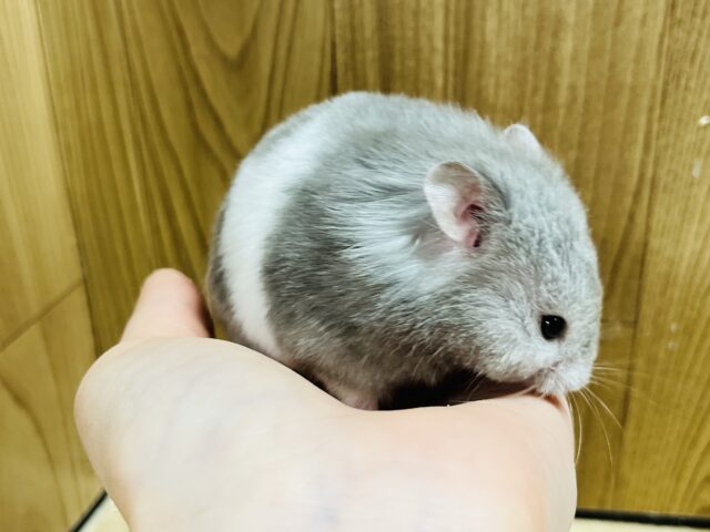 ゴールデンハムスター