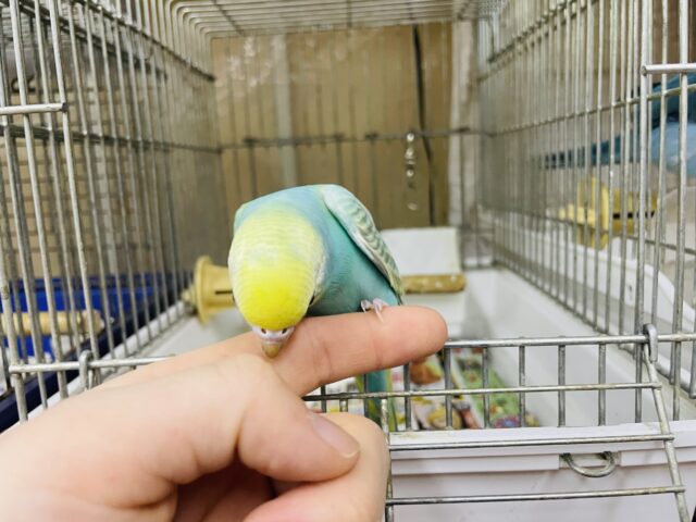 セキセイインコ
