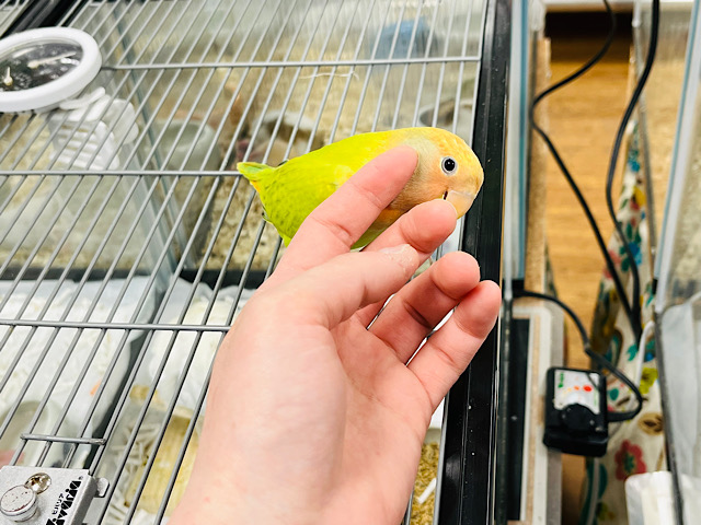 コザクラインコ（小桜インコ）