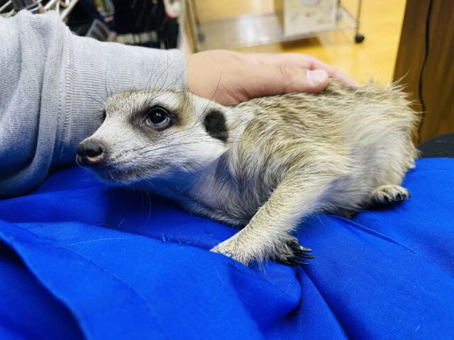 ミーアキャット