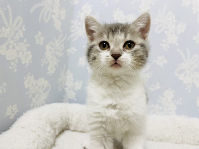 スコティッシュフォールド