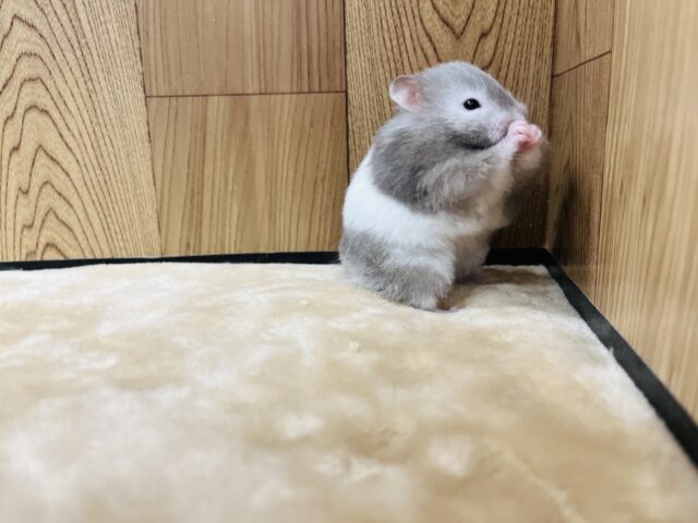 ゴールデンハムスター