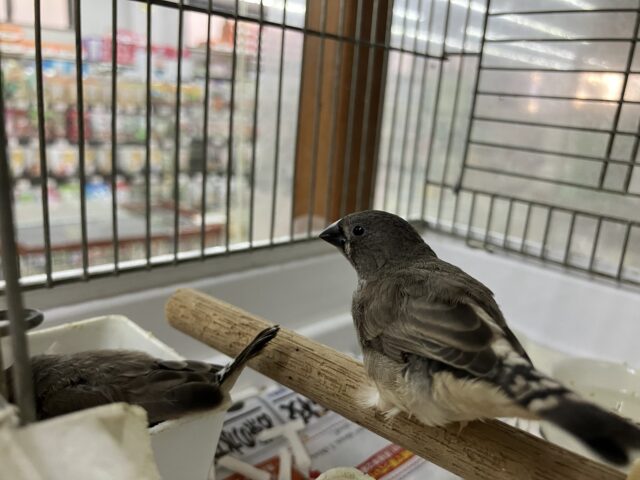 錦花鳥（キンカチョウ）