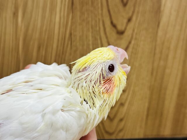 オカメインコ