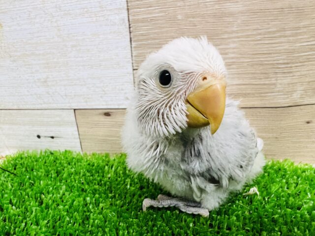 コザクラインコ（小桜インコ）
