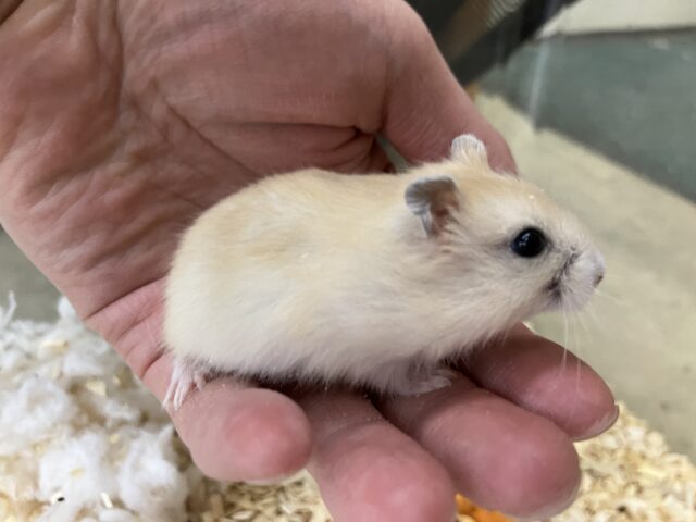 ジャンガリアン