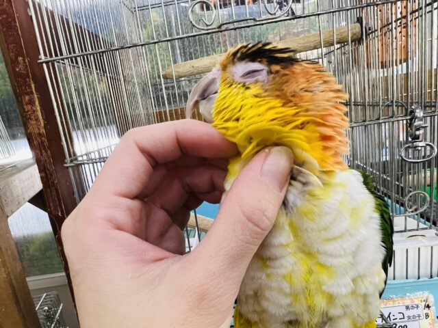 愛嬌たっぷりなインコさん♪シロハラインコ! シロハラインコ