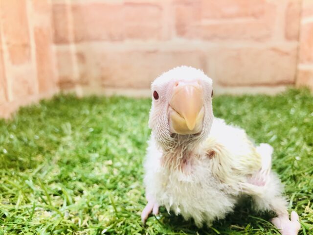 コザクラインコ（小桜インコ）