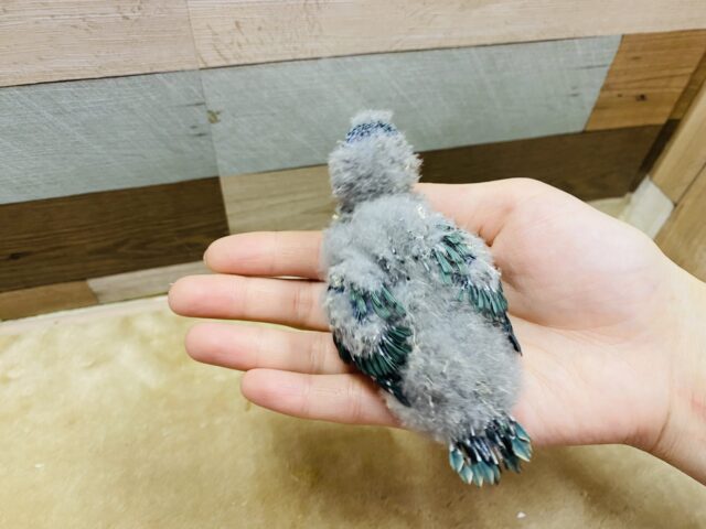 サザナミインコ