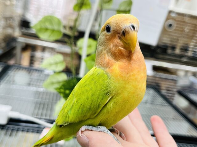 コザクラインコ（小桜インコ）
