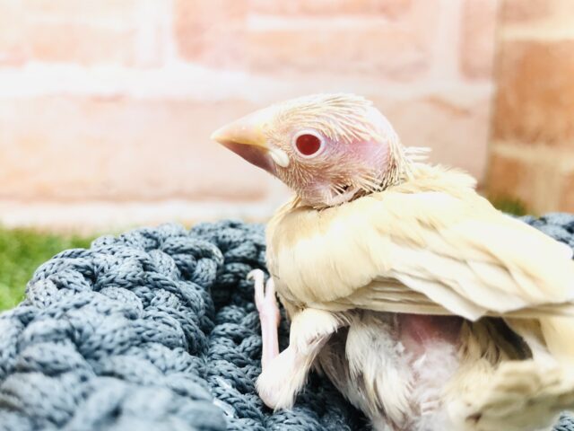 人気のシナモンです R5 1/16撮影 シナモン文鳥