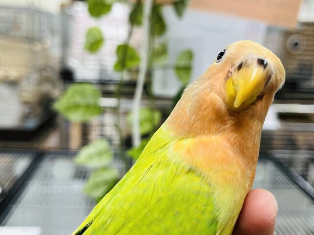 コザクラインコ（小桜インコ）
