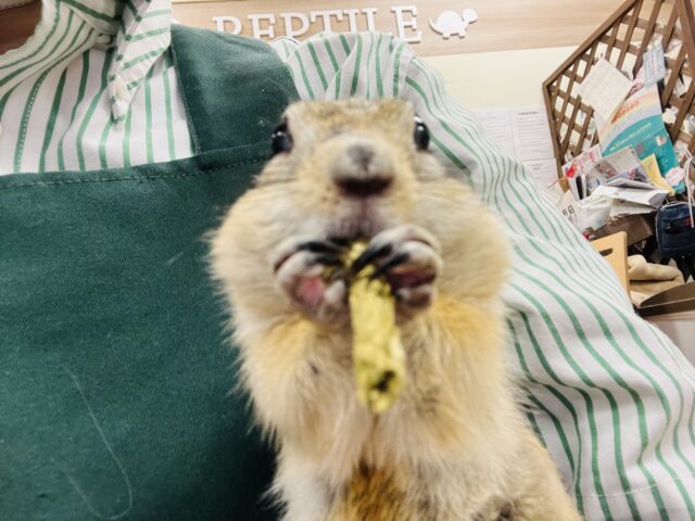 リチャードソンジリス