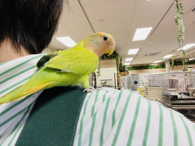 コザクラインコ（小桜インコ）
