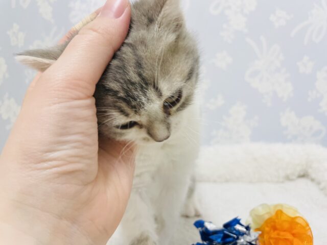 スコティッシュフォールド