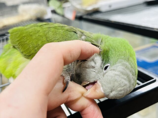オキナインコ