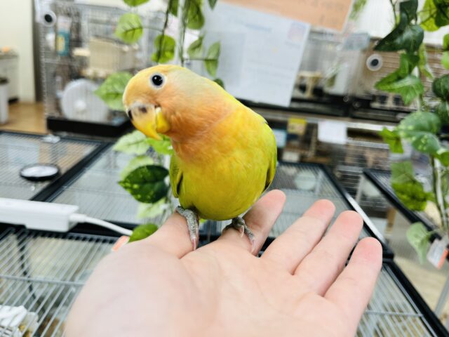 コザクラインコ（小桜インコ）