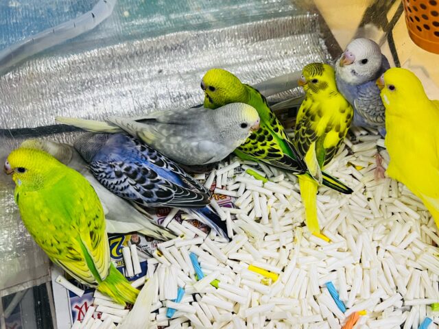 セキセイインコ