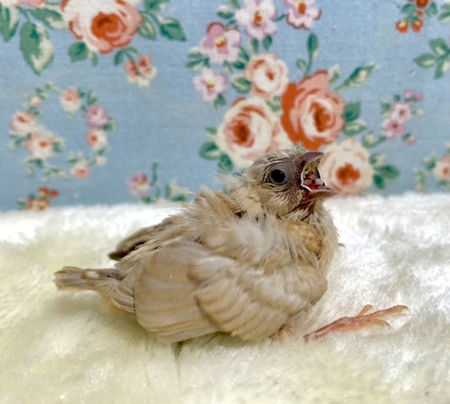 錦花鳥（キンカチョウ）