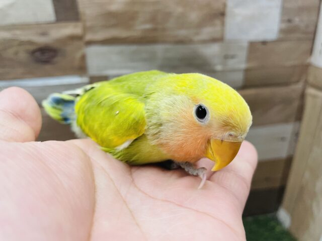 コザクラインコ（小桜インコ）