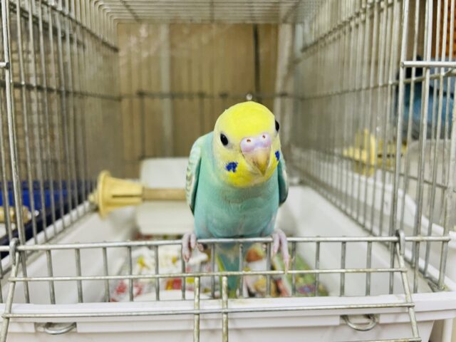 セキセイインコ
