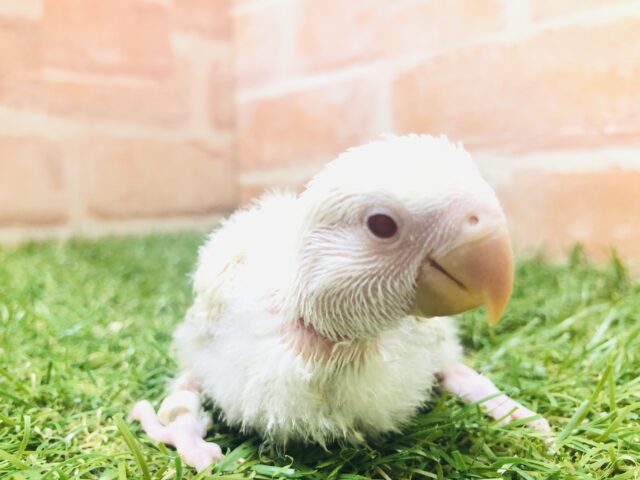 コザクラインコ（小桜インコ）