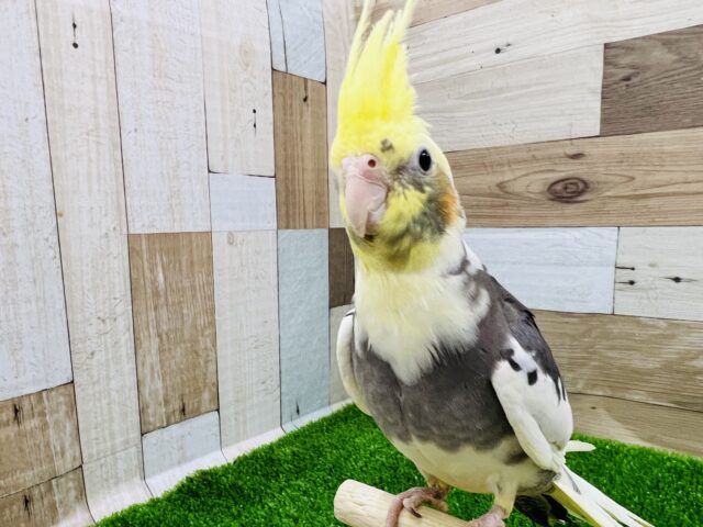 オカメインコ