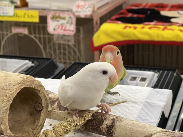 コザクラインコ（小桜インコ）