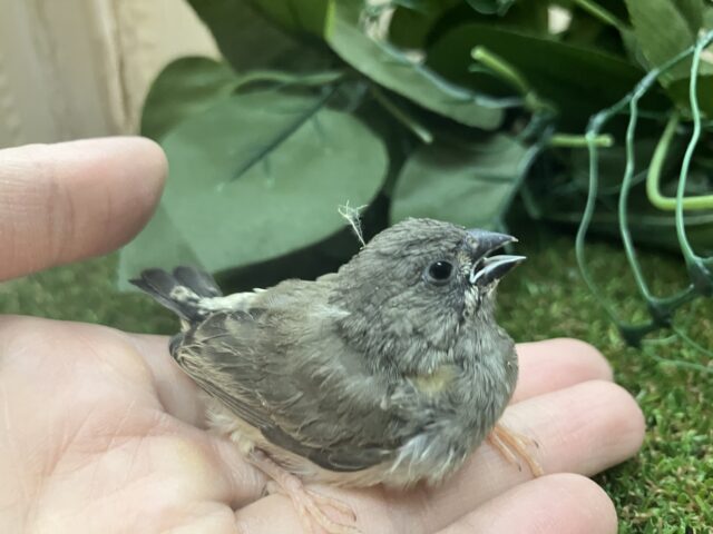 錦花鳥（キンカチョウ）