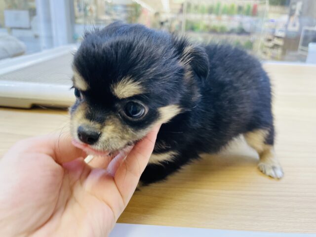 超ホヤホヤ最新画像✨わたち…すぐお腹出しちゃうの♡チワワちゃん! チワワ