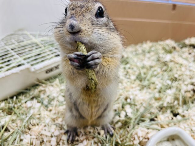 リチャードソンジリス