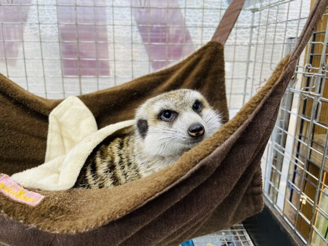 ミーアキャット