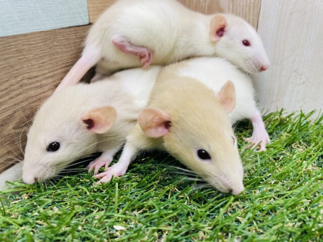 ファンシーラット