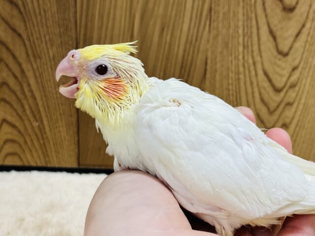 オカメインコ